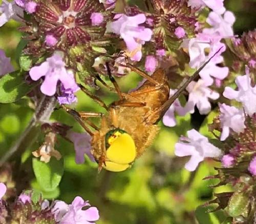 Atylotus fulvus